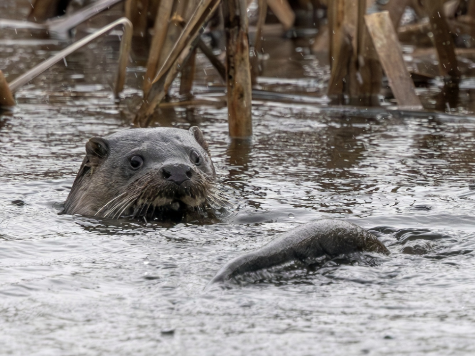 Otter, Canada Goose, Snipe, and a greying Great Crested Grebe